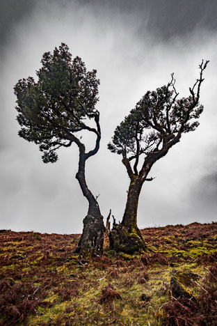 Madeira_220314_9551-HDR_Edit.jpg