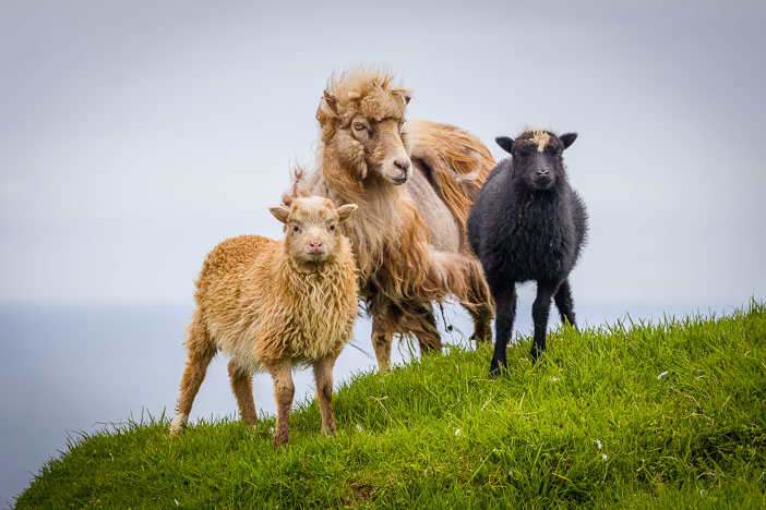 Faroe_150622_1114.jpg