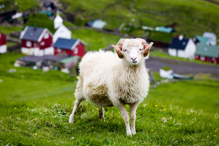 Faroe_150622_1148.jpg