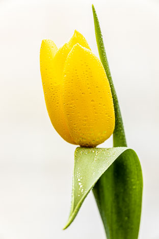 Tulip_210307_3386.jpg