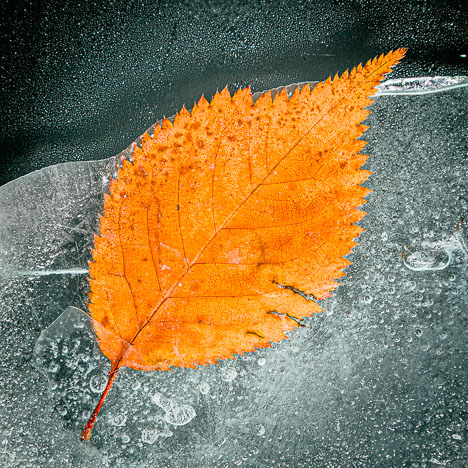 leaf_in_ice_110717_1634.jpg