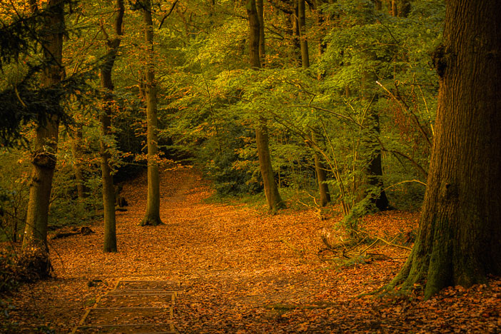 Oxleas_241023_6363-Edit.jpg