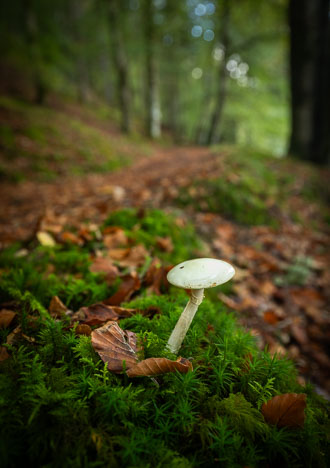 Pitlochry_261010_0431.jpg