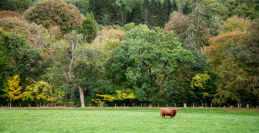 Pitlochry_261010_0458.jpg